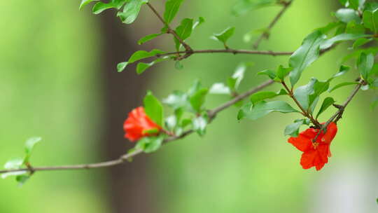 石榴花 户外郊游 治愈