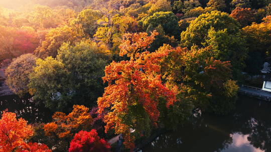 航拍园林秋色 园林秋景 苏州园林