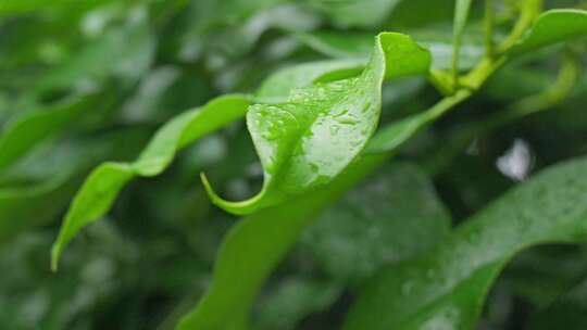 下雨天桂花树金桂八月桂花植物水滴升格