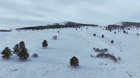 呼伦贝尔冬季白色雪原绿色松林