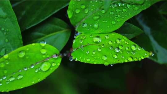4K森林水滴大自然雨森林植物水珠白露绿色