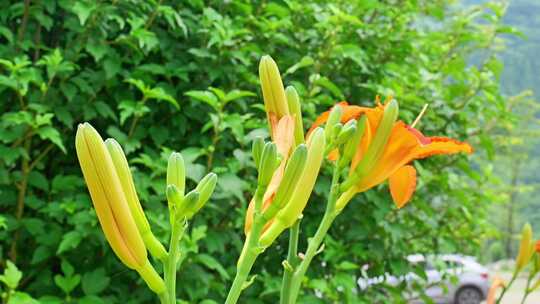 合集黄花菜萱草金针菜美食食物新鲜蔬菜