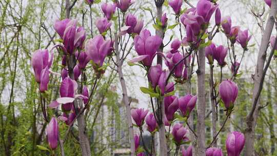 植物园春天美丽的玉兰花开放