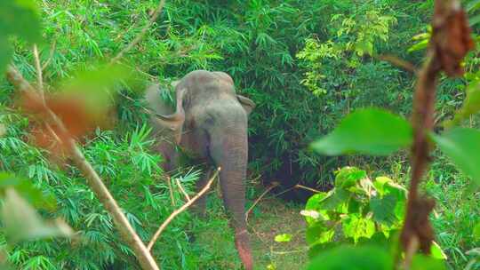 大象在树林里觅食视频素材模板下载