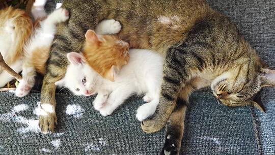 一窝小猫趴在猫妈妈身边休息