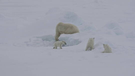 一只北极熊和幼崽在雪地上玩耍