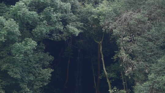 森林山野治愈自然小溪