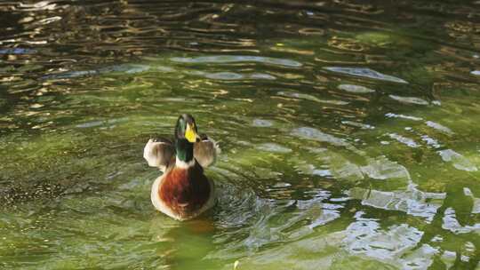 池塘上的鸭子鸭子在水中游泳水中的鸟