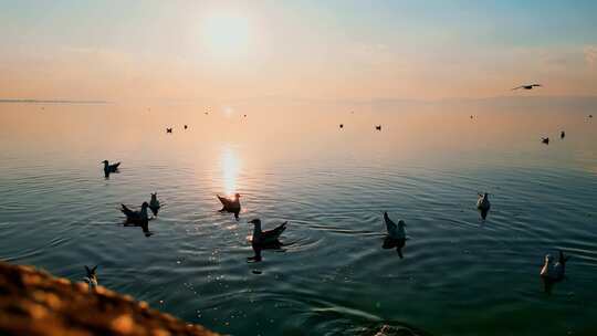 昆明滇池夕阳水面海鸥飞翔戏水