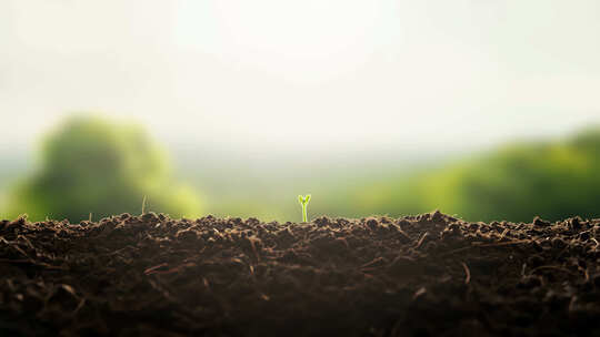 破土而出的小苗生长
