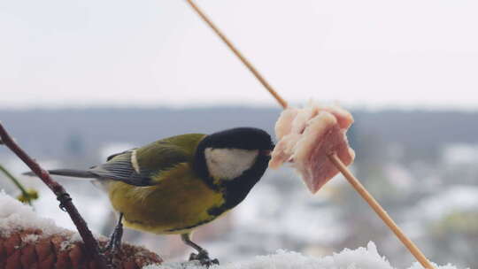 大山雀在冬季风景的背景下吃了一块培根和沙