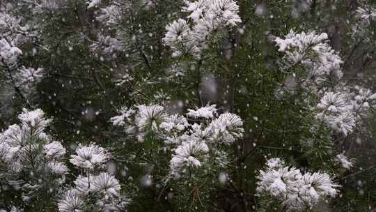 寒冷冬季公园松树雪花大雪空境升格