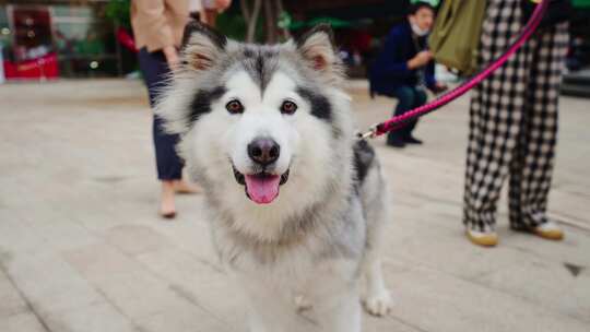 阿拉斯加犬