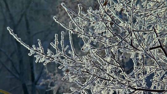 白雪覆盖的树枝的特写视频