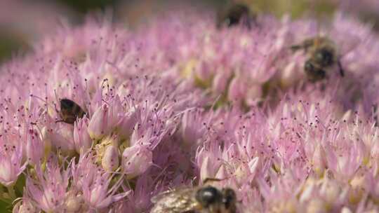 蜜蜂在粉色花朵上采蜜视频素材模板下载