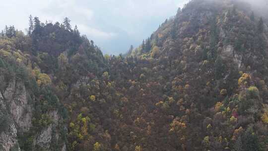 青海互助北山秋林云雾航拍视频