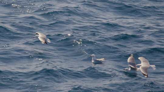 海鸥在海面飞翔升格