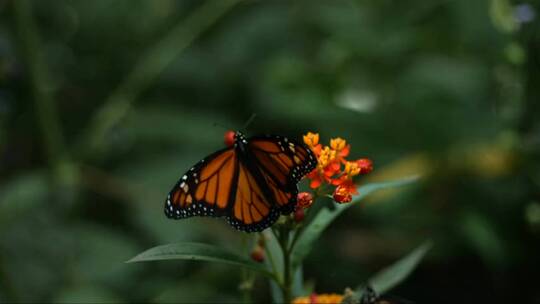 黑脉金斑蝶从花朵上飞走了