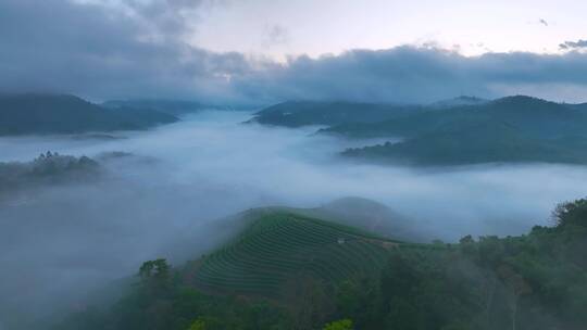 云雾缭绕的茶山