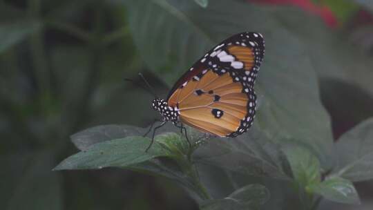 蝴蝶以慢动作张开翅膀。