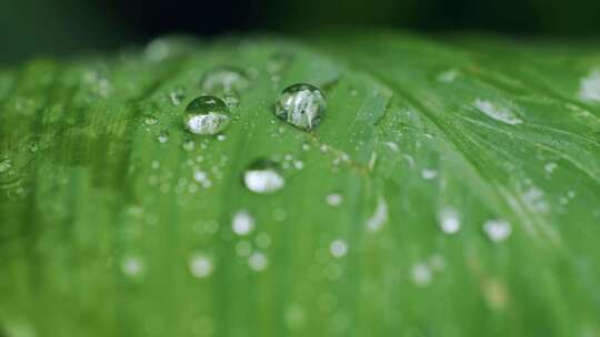 水珠 露珠 叶子 特写