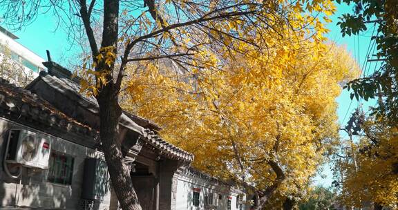 北京秋天 秋天落叶 胡同秋景