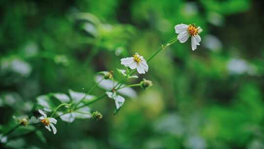 白花鬼针草开花春雷春雨春天绿植2553