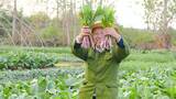 湖北红菜苔高清在线视频素材下载