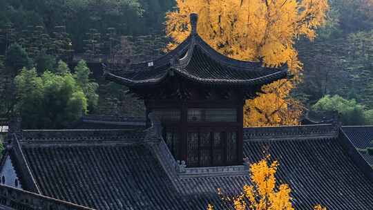 航拍古寺千年银杏秋景西安古观音禅寺