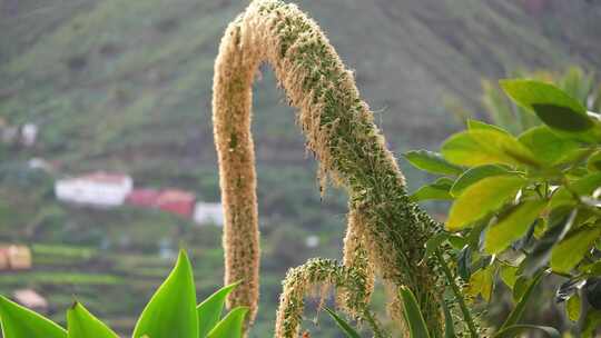 热带花园，Hermigua，La Gom