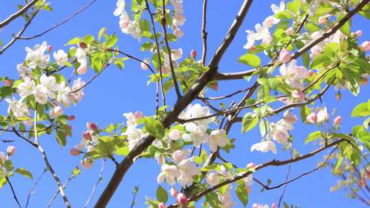 春天百花盛开  春色 春天