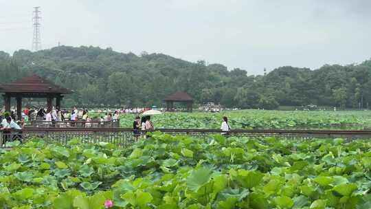 夏季公园荷花盛开游客赏荷花