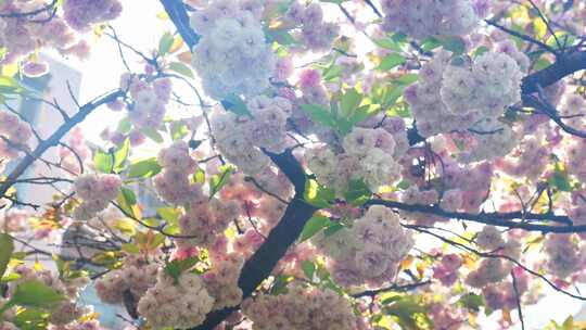 春天阳光下的樱花花朵花瓣