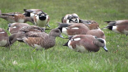 春天草地上的野鸭
