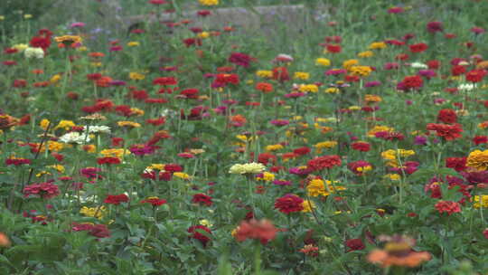 花 菊花 花海