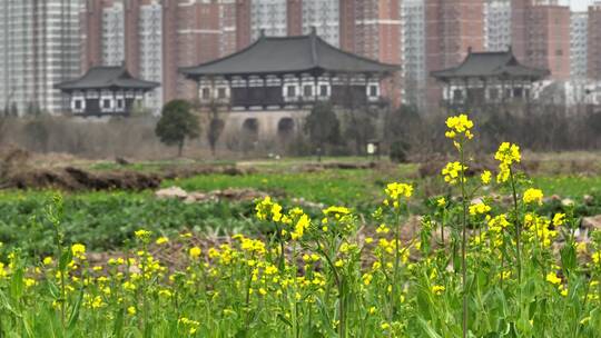 高清航拍春天油菜花城市边田野空镜定鼎门