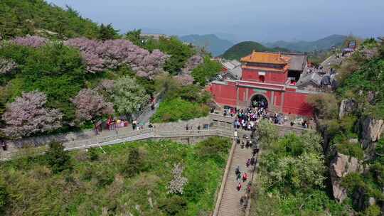 五月的泰山海棠花开了