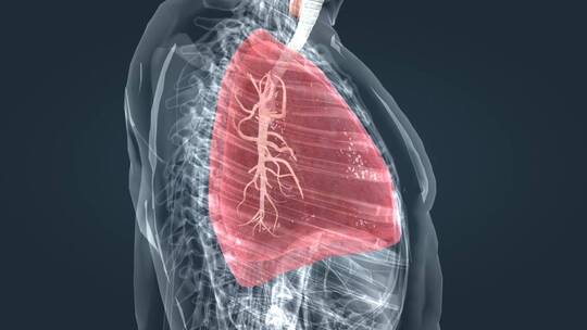 上呼吸道肺呼吸支气管炎疾病医学三维动画