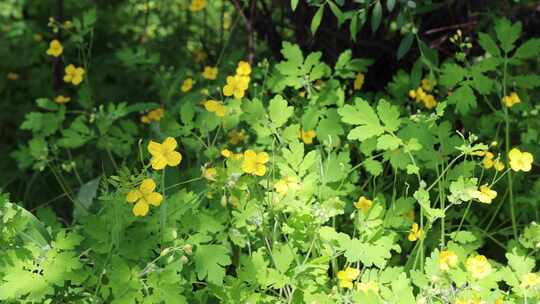 野生药用植物白屈菜