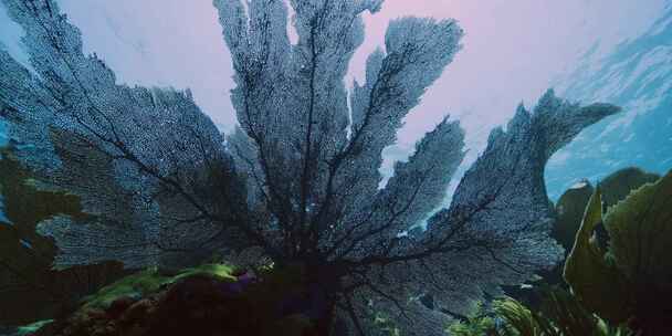 水下，植物，绿叶，摇摆