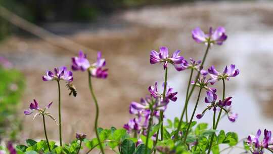 春天蜜蜂在盛开紫云英的采蜜
