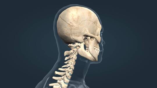 颅骨 头部 关节运动 头部运动 三维动画视频素材模板下载