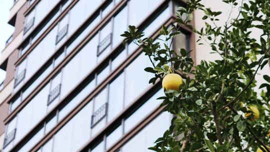 高层居民楼前的挂果桔子树
