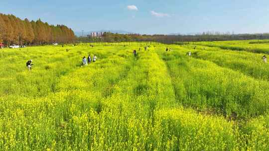 乡村油菜花海航拍