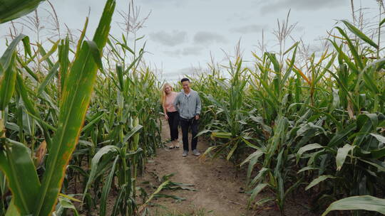 年轻夫妇在玉米地漫步