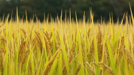 秋天收获的季节金黄的水稻
