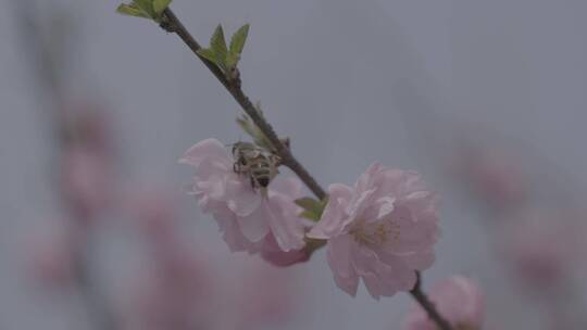 桃花中采蜜的蜜蜂升格慢镜头LOG