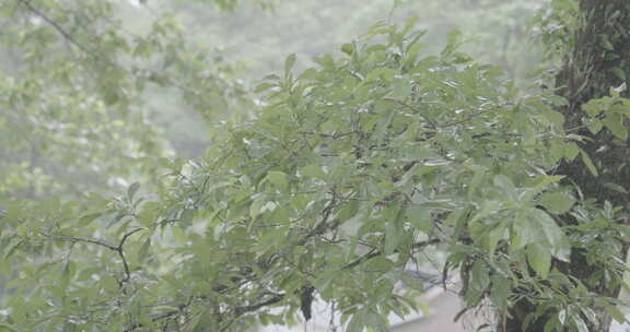 云南红河蝴蝶谷热带雨林