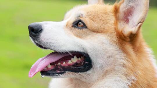 柯基犬宠物犬科基犬