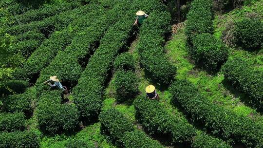 春天的茶山茶叶采摘